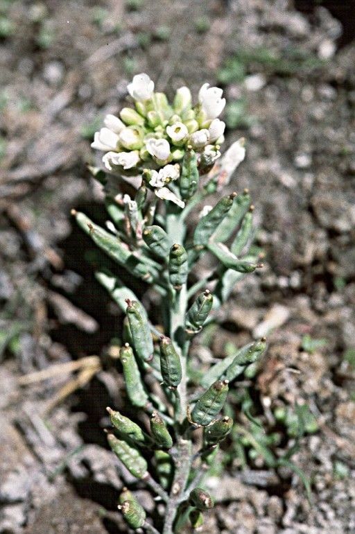 Polyctenium fremontii habit