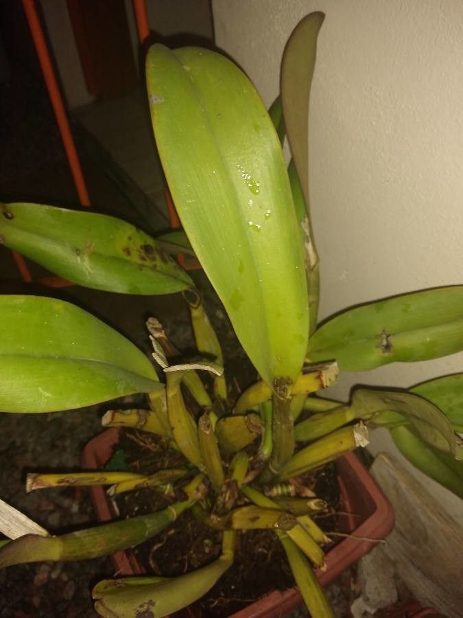 Cattleya warneri leaf