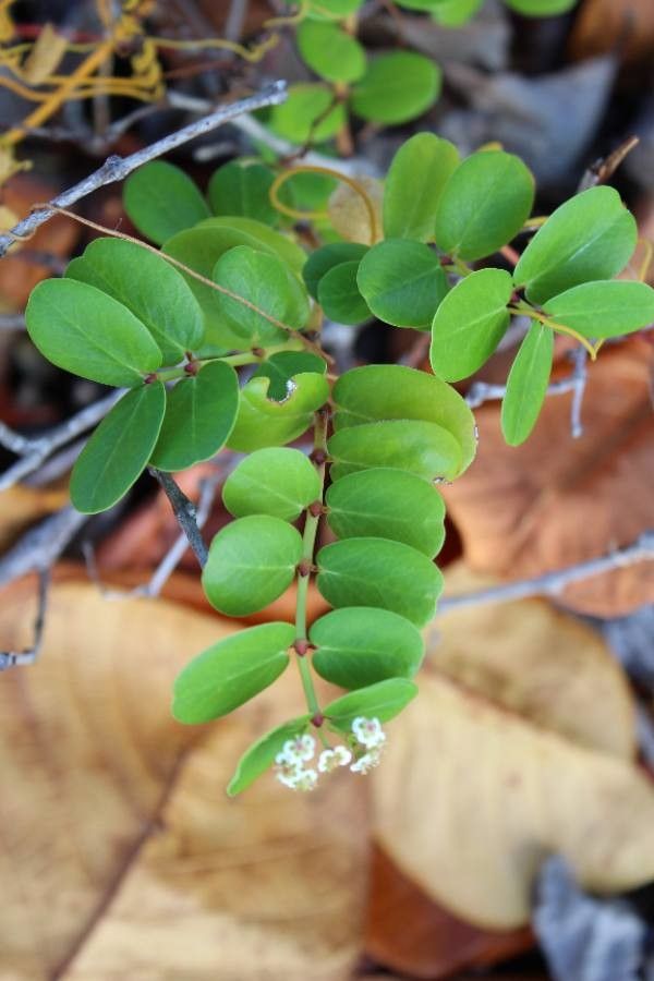 Chamaesyce hypericifolia — search result for 'Hypericum'