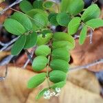 Euphorbia hypericifolia