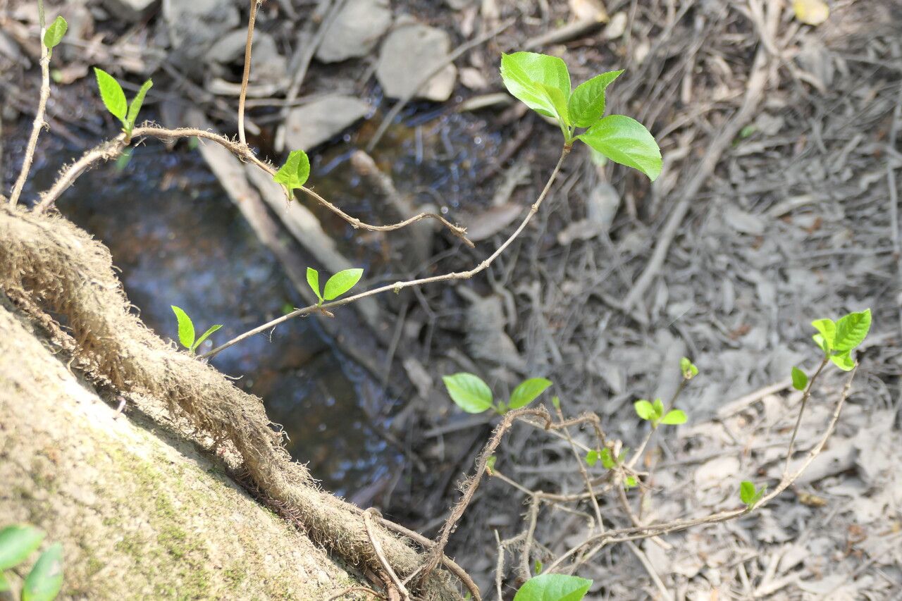 Decumaria barbara bark