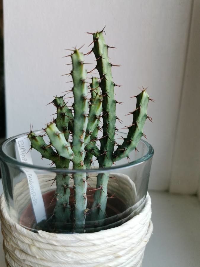 Euphorbia angustiflora — houseplant care guide