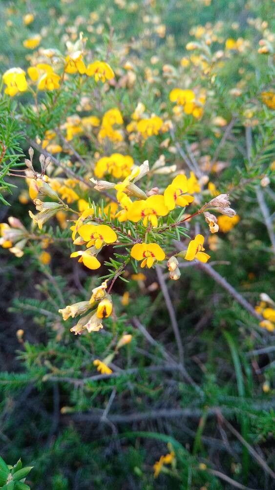 Pultenaea retusa flower