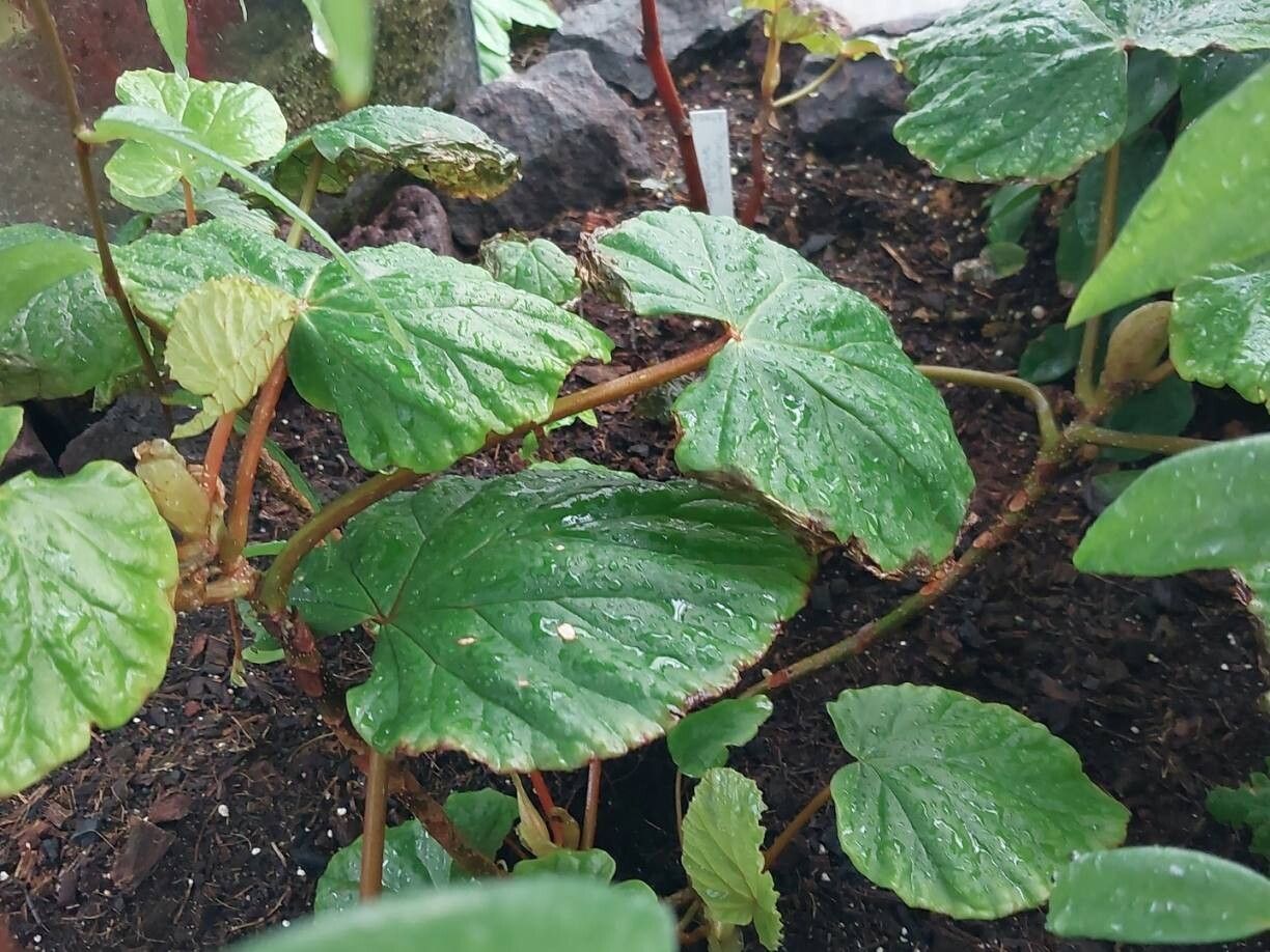 Begonia baccata — houseplant care guide