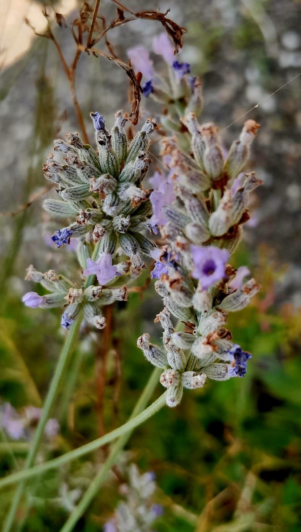 Lavandula latifolia fruit