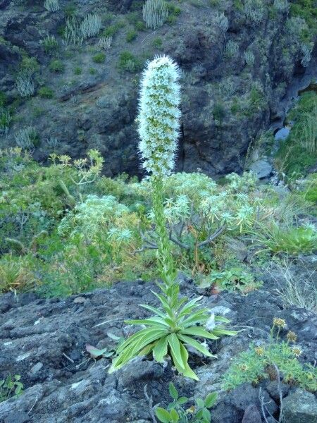 Echium hierrense habit