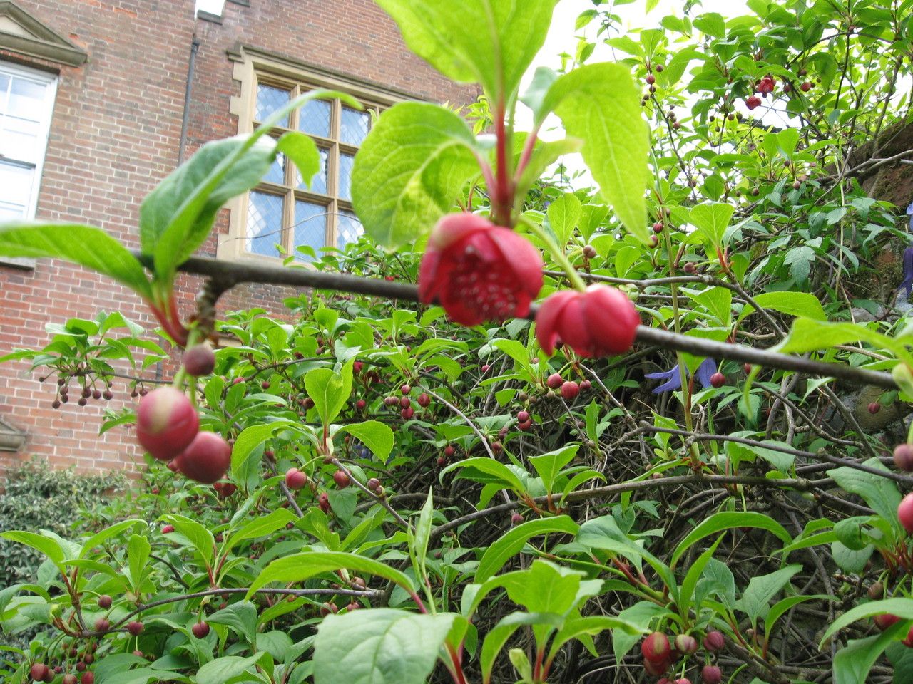 Schisandra rubriflora flower