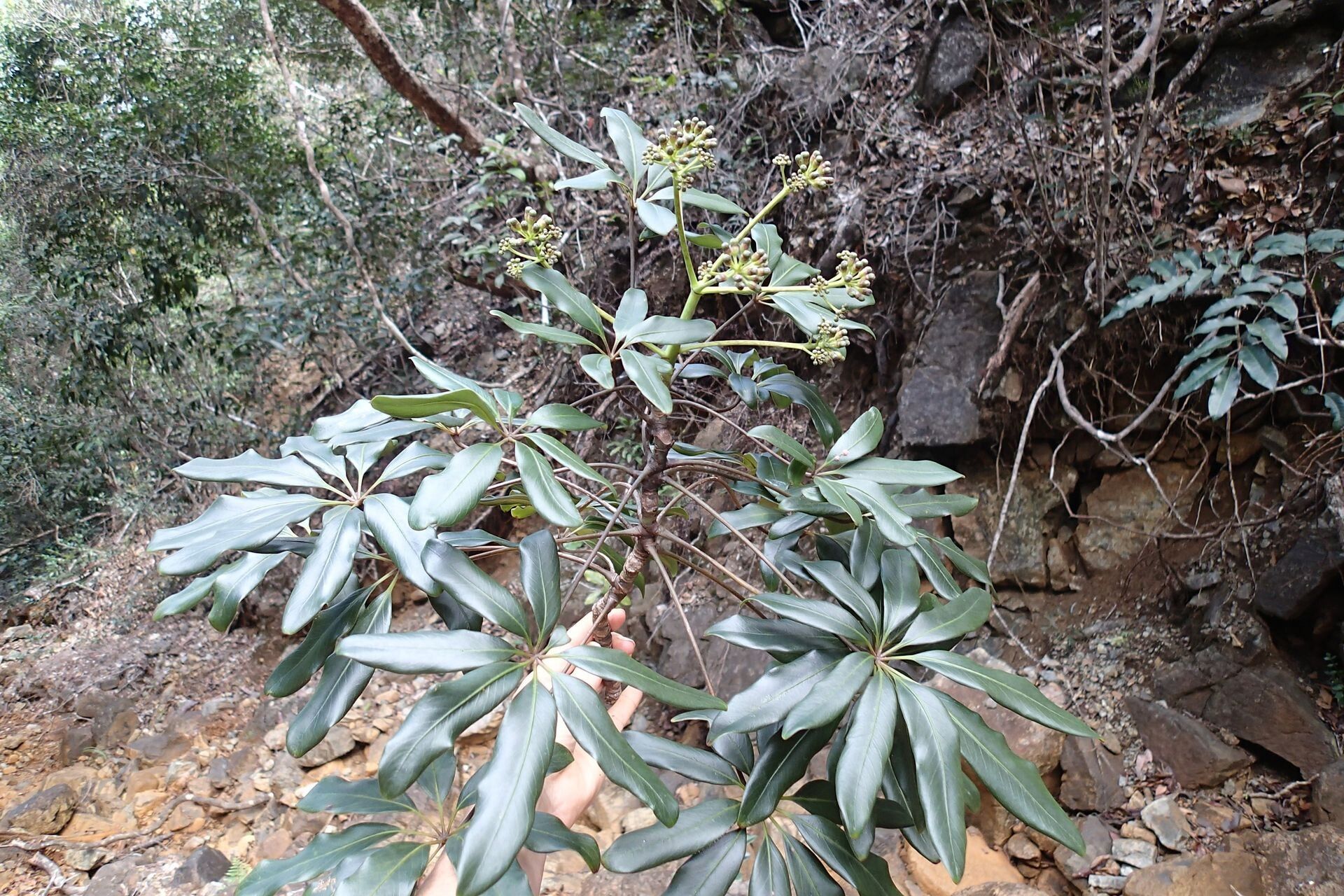 Plerandra polydactylis habit