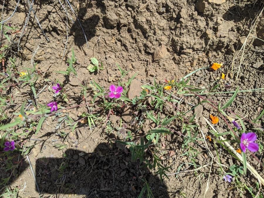 Clarkia purpurea flower