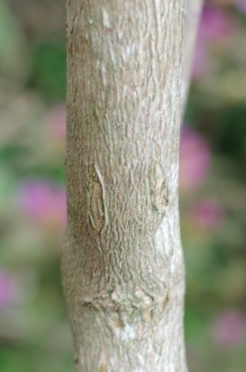 Rhododendron cuneatum bark