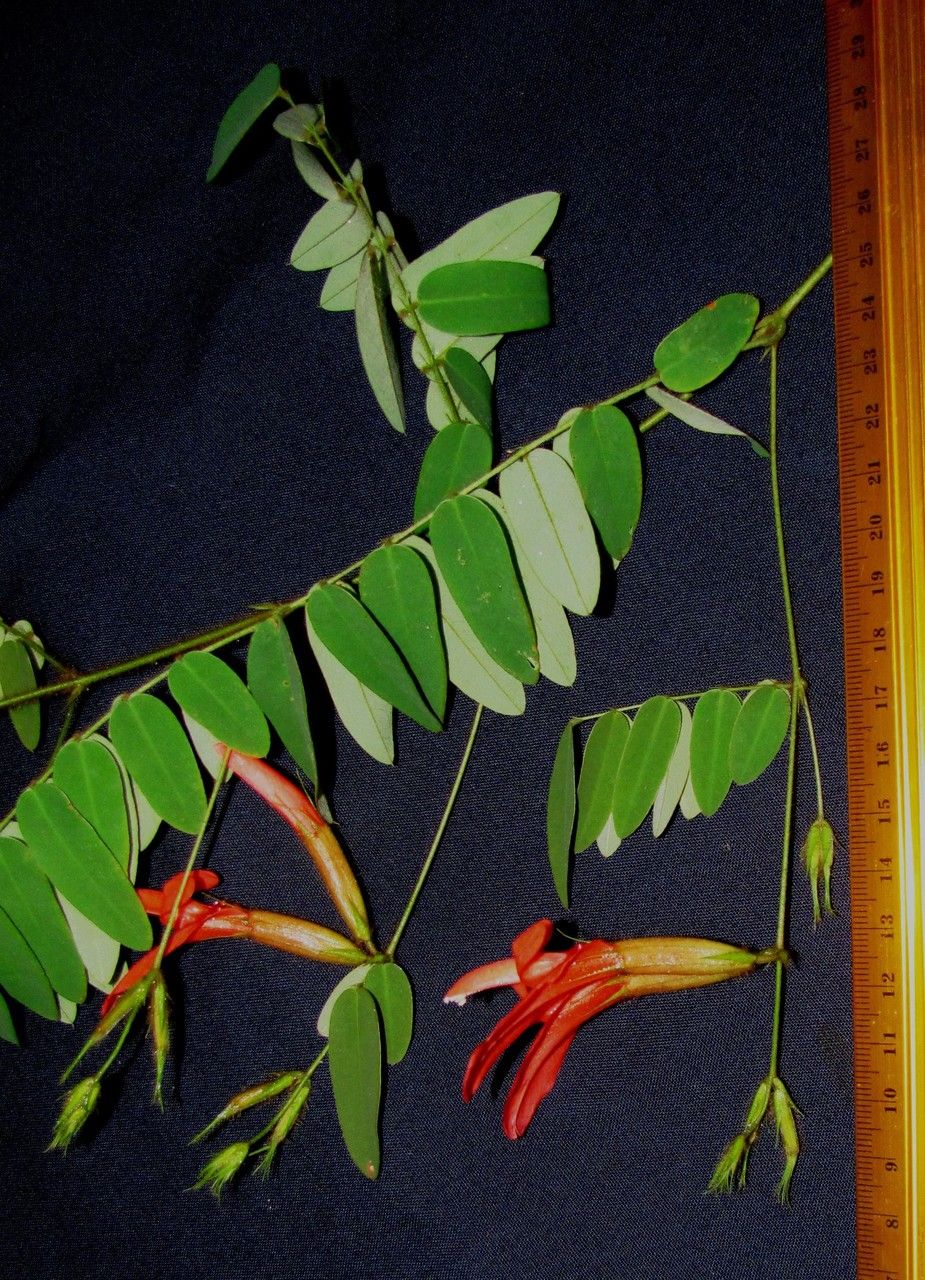 Clitoria pinnata other