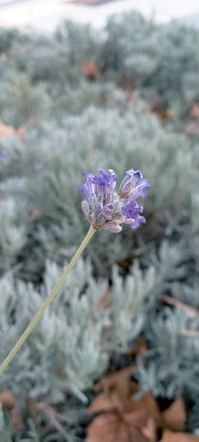 Lavandula lanata flower