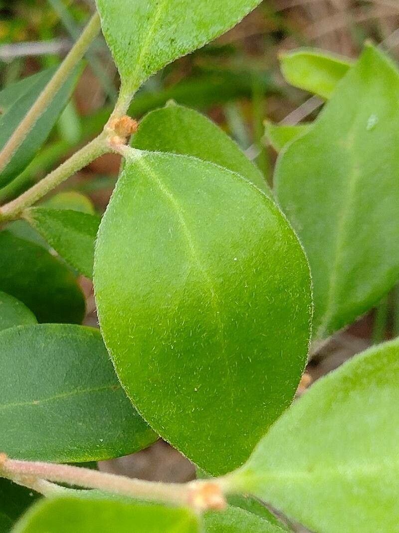 Persoonia laurina leaf