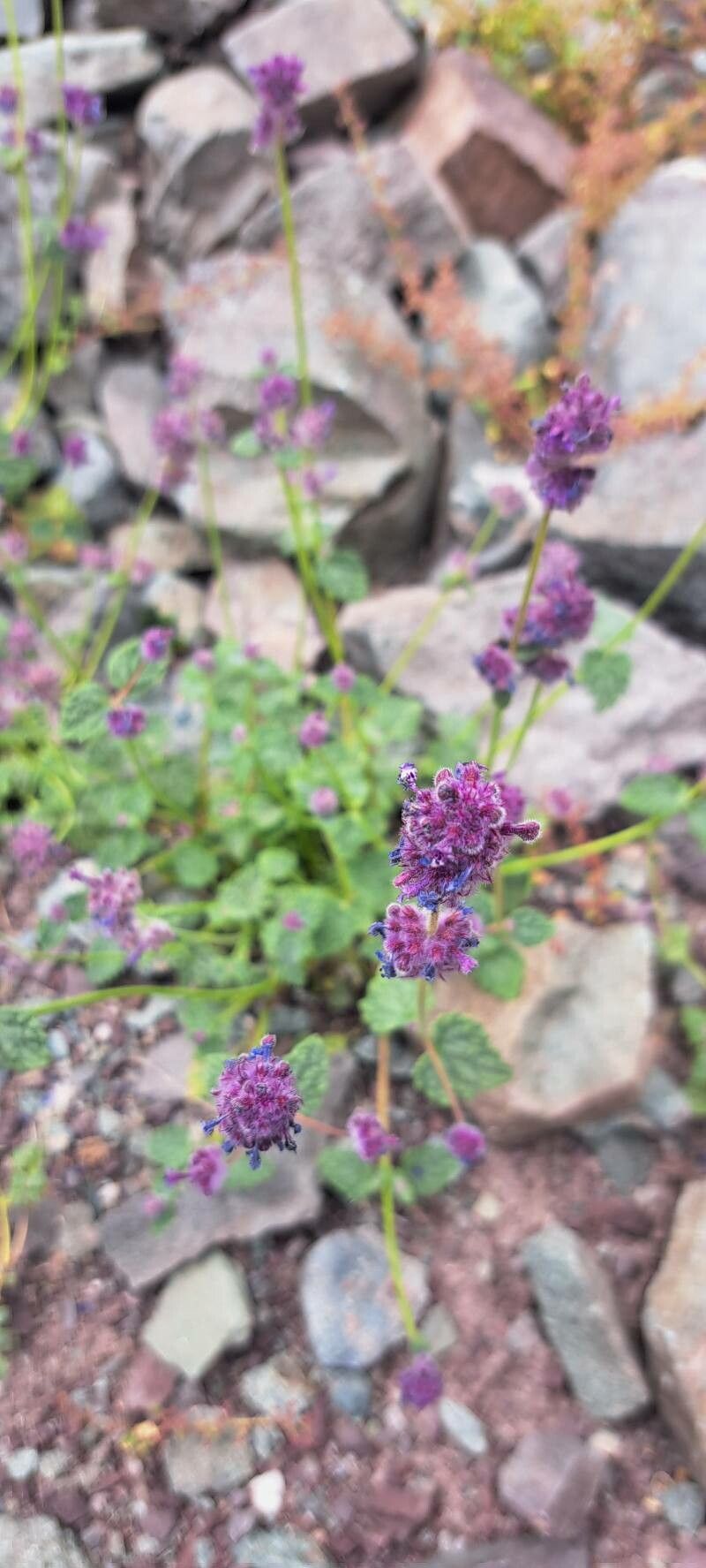 Nepeta ciliaris flower