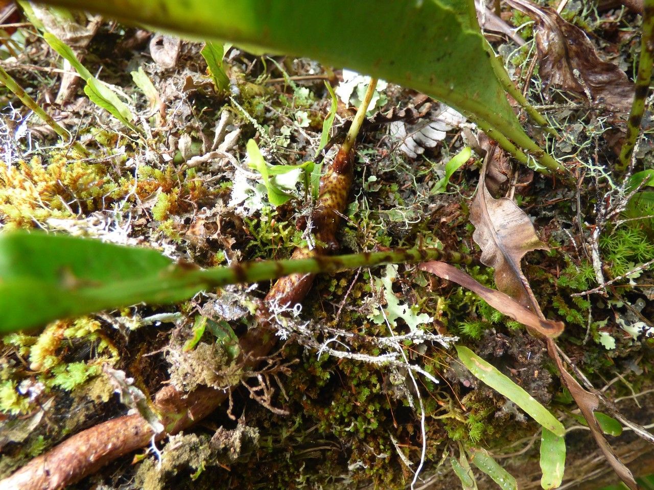 Elaphoglossum acrostichoides bark