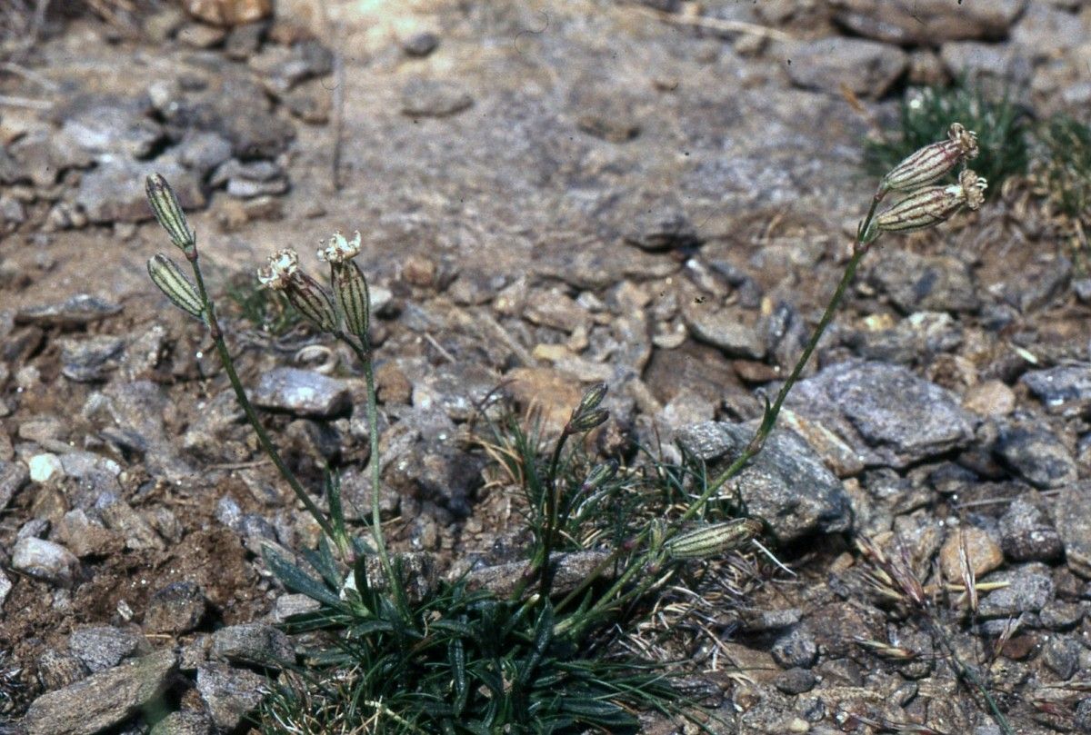 Silene borderei habit