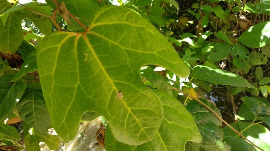 Aristolochia trilobata — search result for 'Aristolochia'
