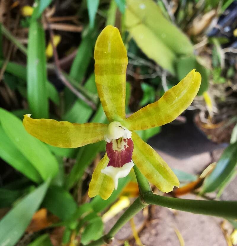 Oncidium stenoglossum — search result for 'Oncidium'