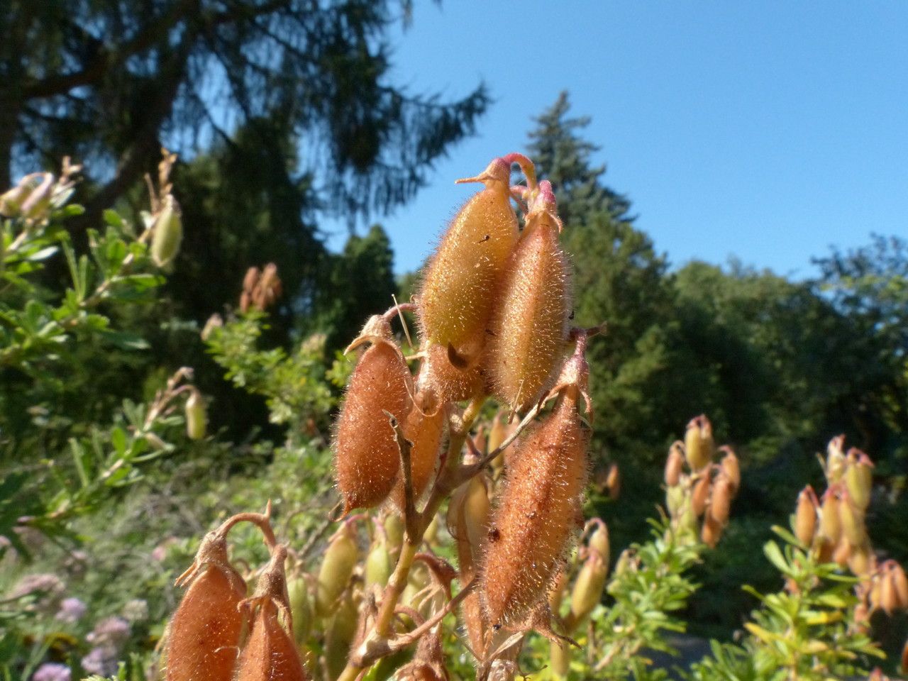 Ononis fruticosa fruit