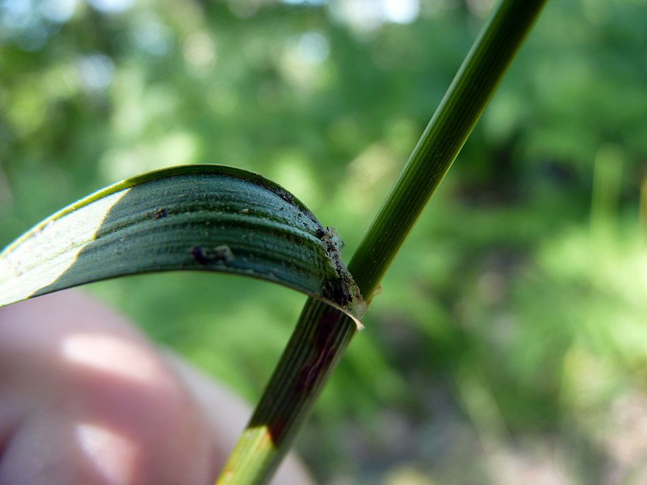 Carex laevigata bark