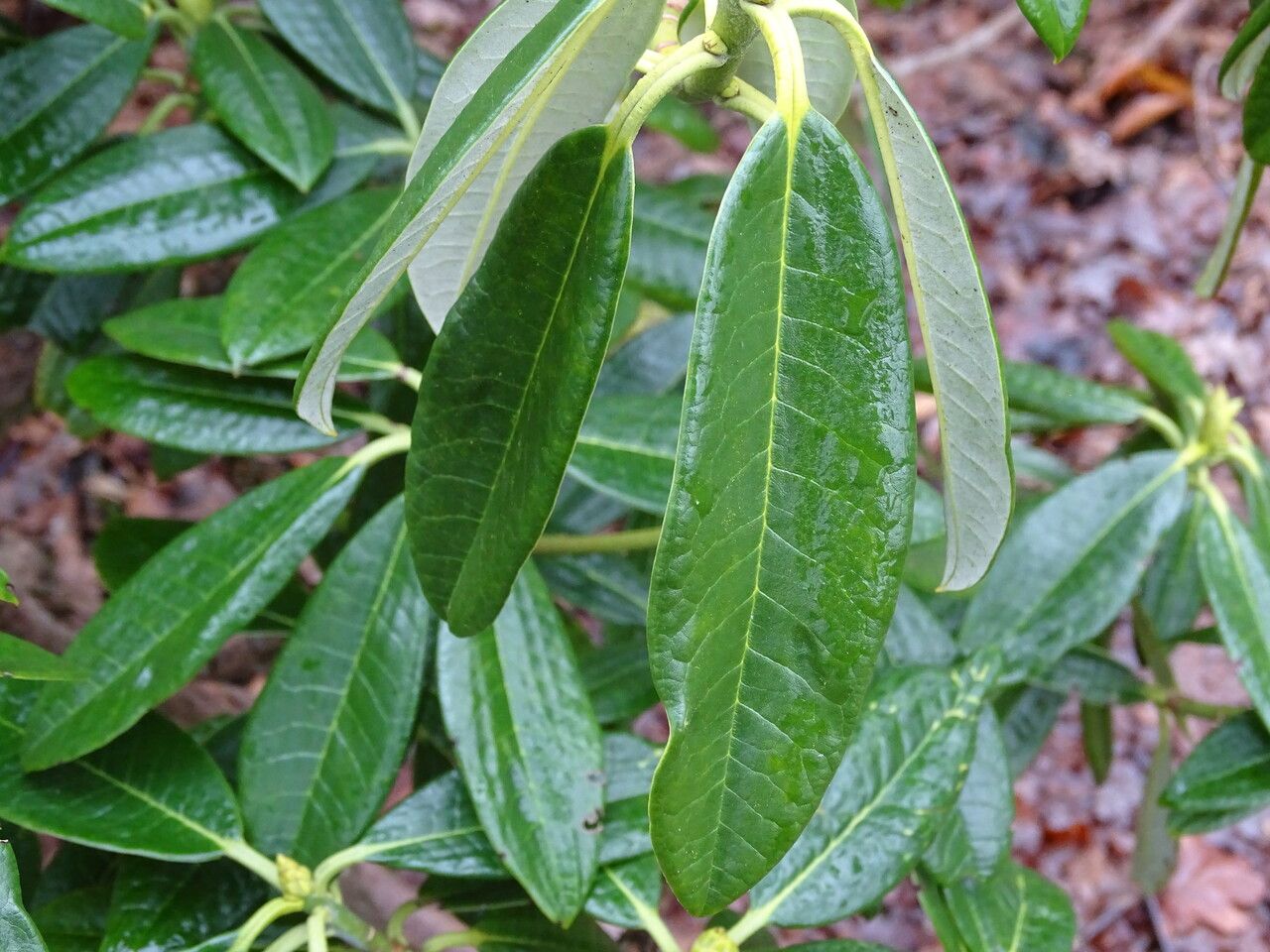 Rhododendron argyrophyllum — search result for 'Ericaceae'