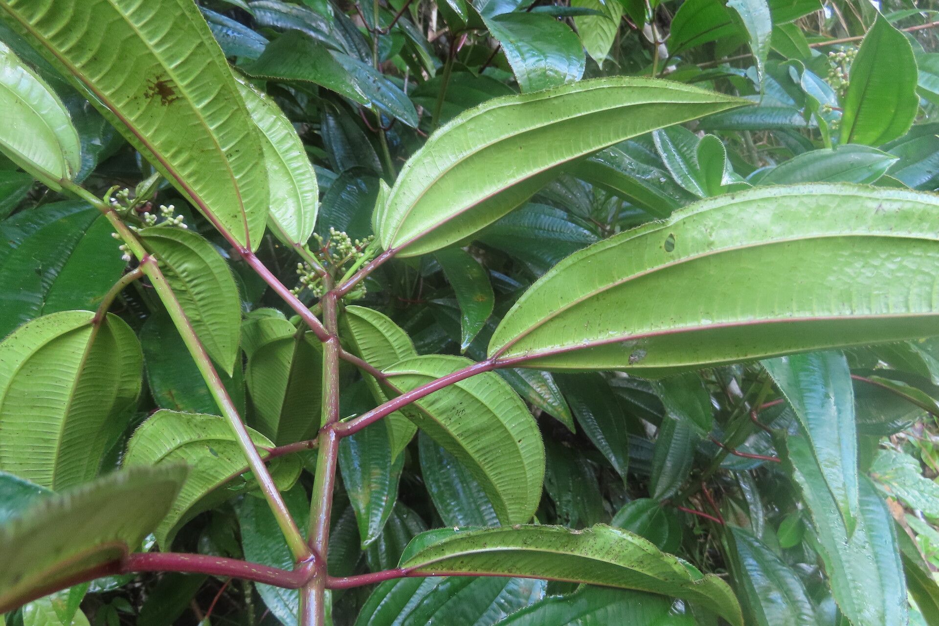 Miconia intricata leaf