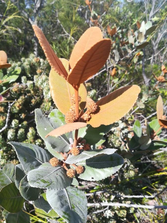 Pancheria ferruginea — houseplant care guide