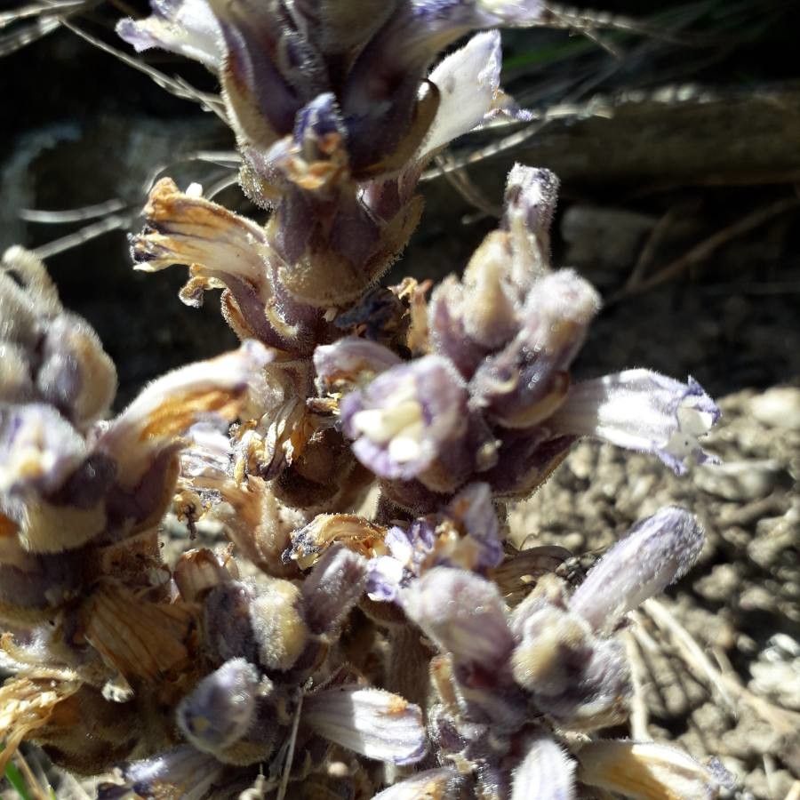 Phelipanche rosmarina — houseplant care guide