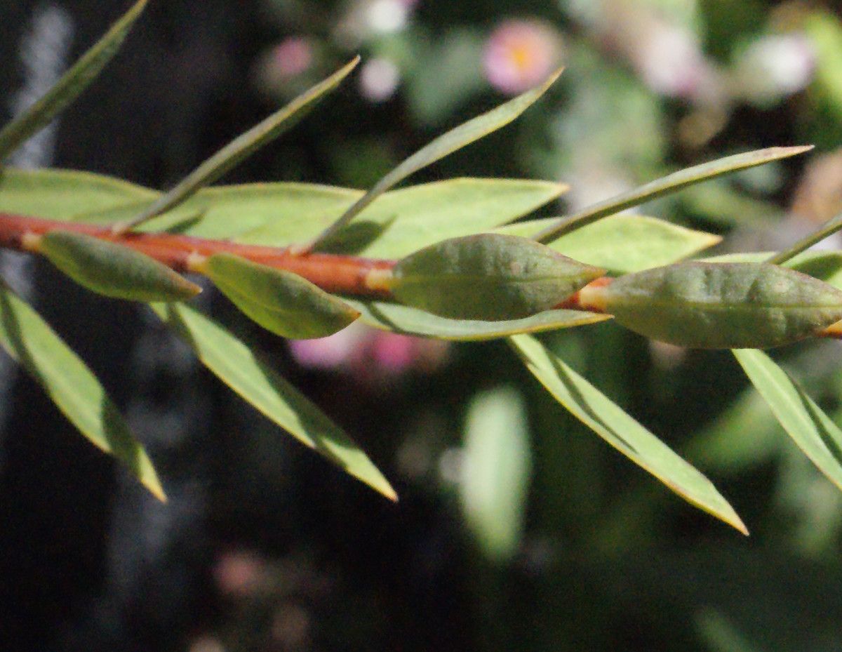 Pimelea spectabilis leaf
