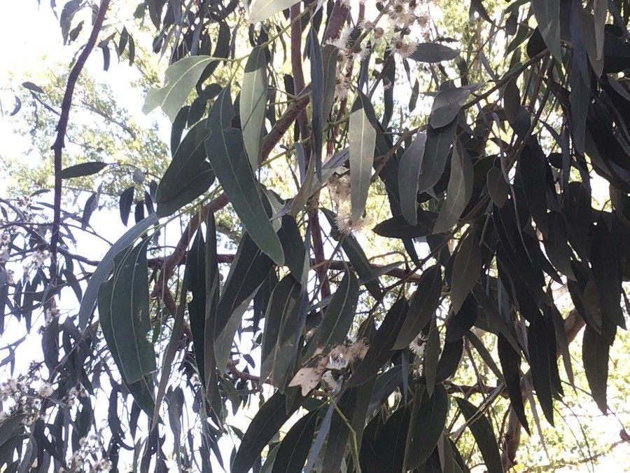 Eucalyptus perriniana — search result for 'Eucalyptus'