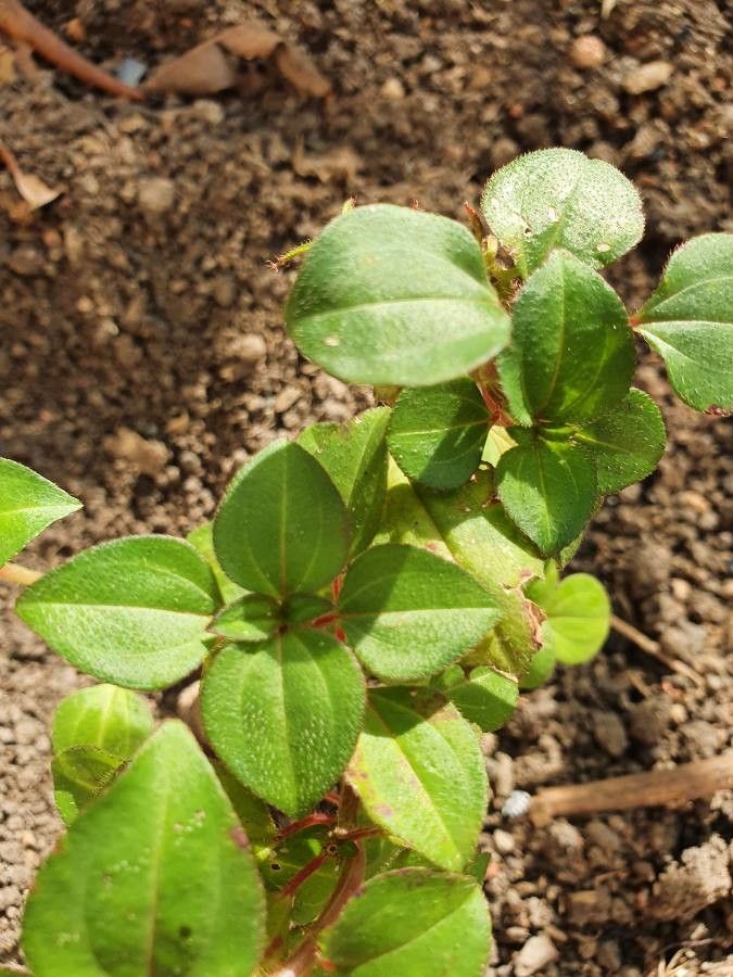 Dissotis rotundifolia — search result for 'Melastomataceae'