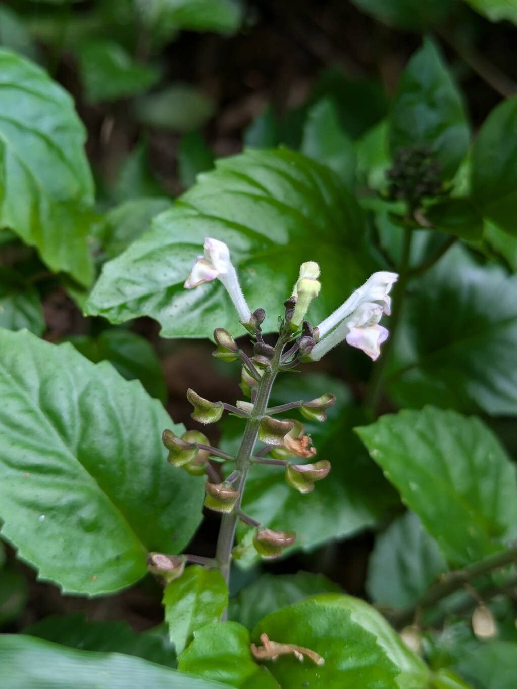 Scutellaria uliginosa — houseplant care guide