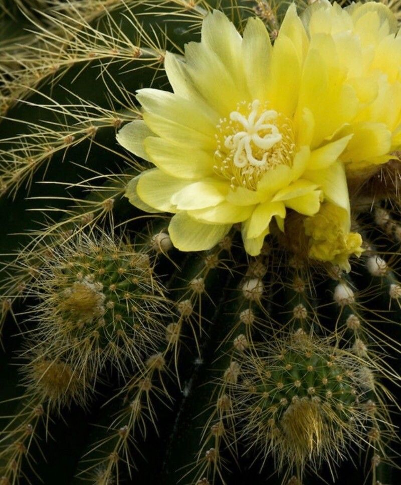 Parodia schumanniana flower