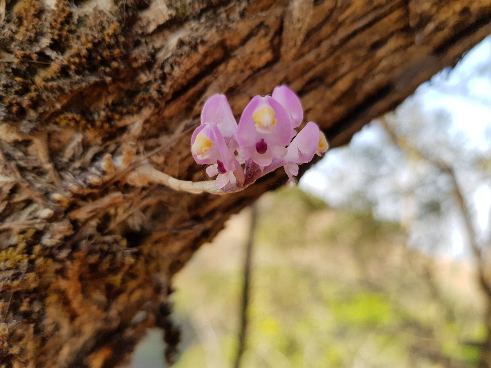 Polystachya dalzielii — houseplant care guide