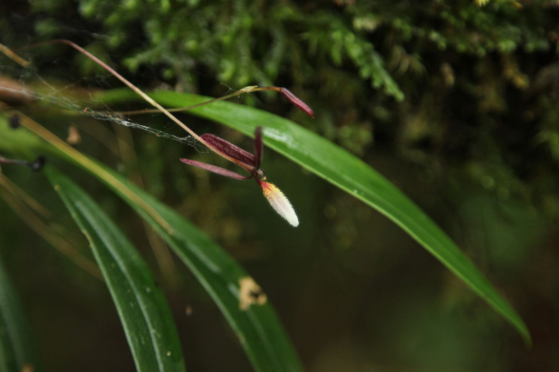 Bulbophyllum leucoglossum flower