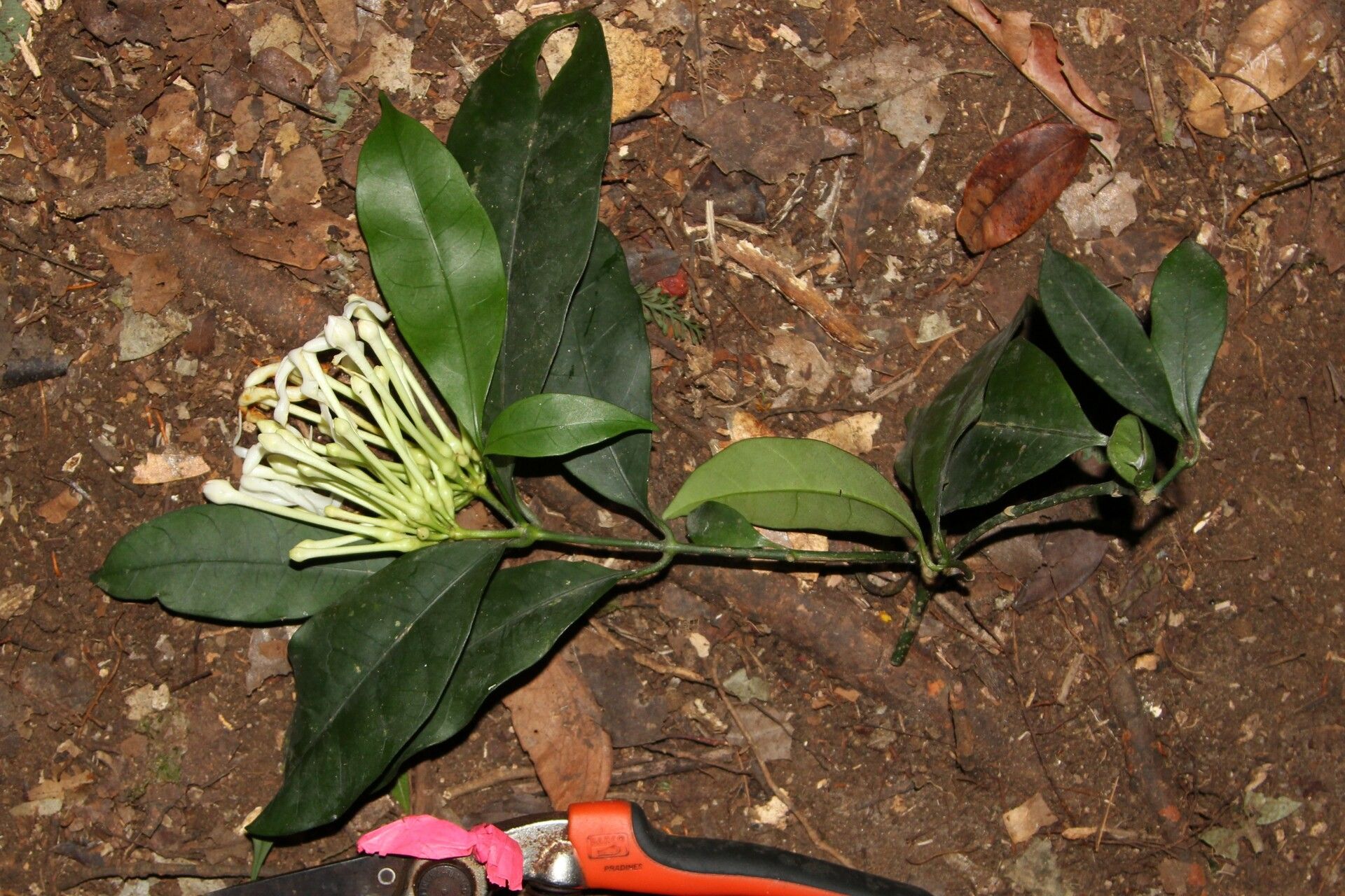 Tabernaemontana eglandulosa habit