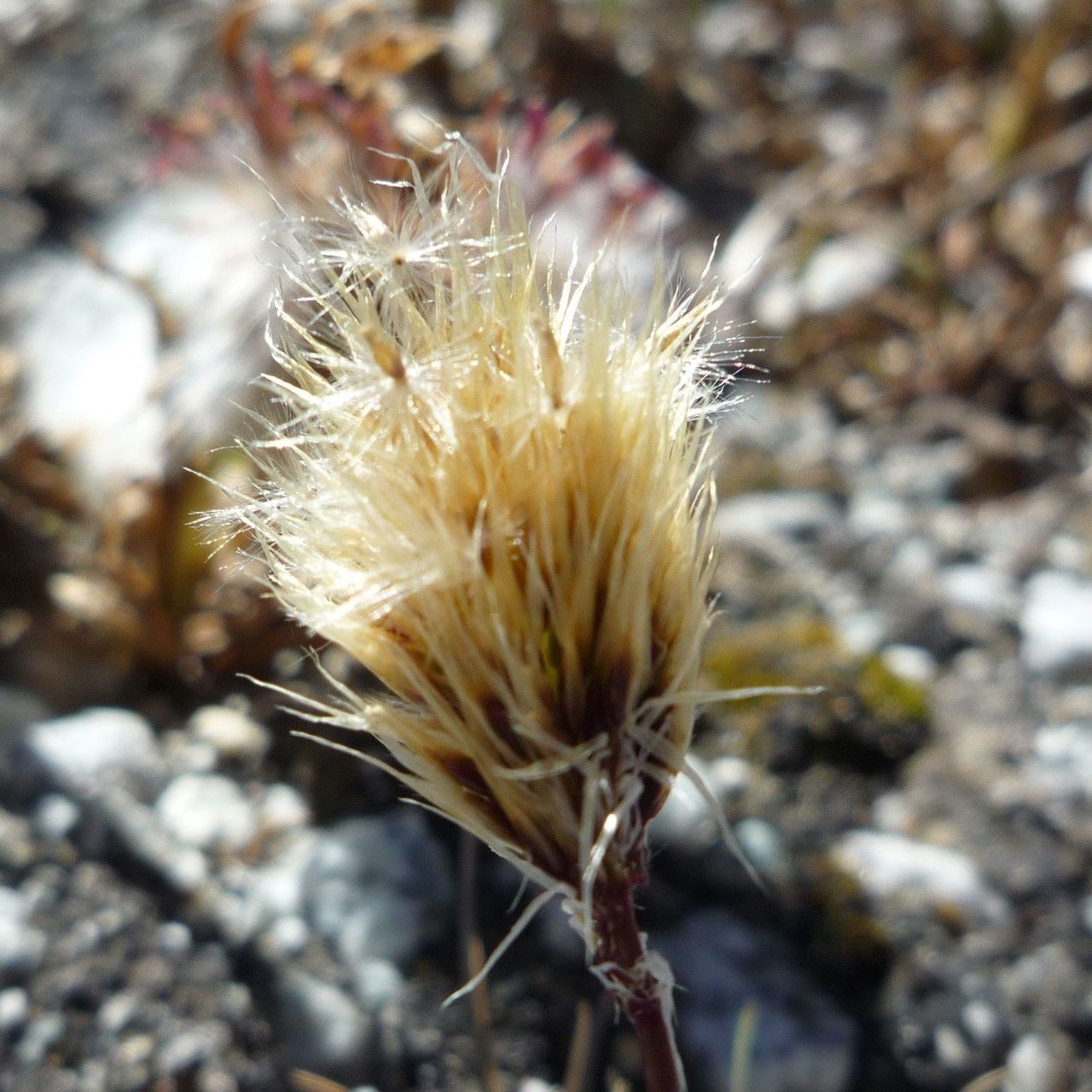 Deschampsia ovata fruit