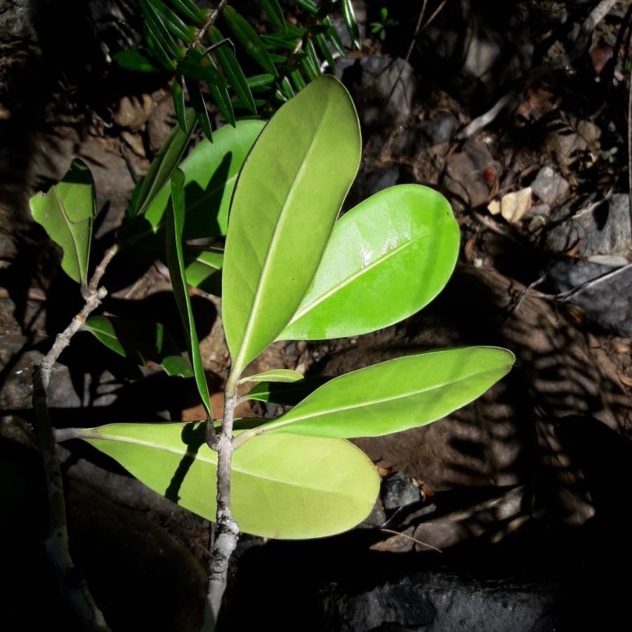 Osmanthus austrocaledonicus — related species from the same genus