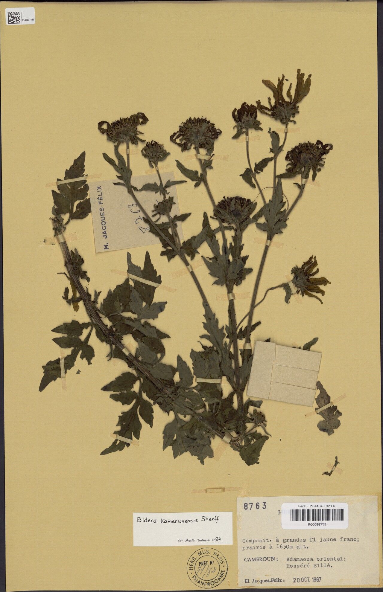 Bidens kamerunensis — houseplant care guide