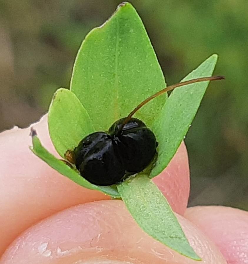 Cerinthe minor fruit
