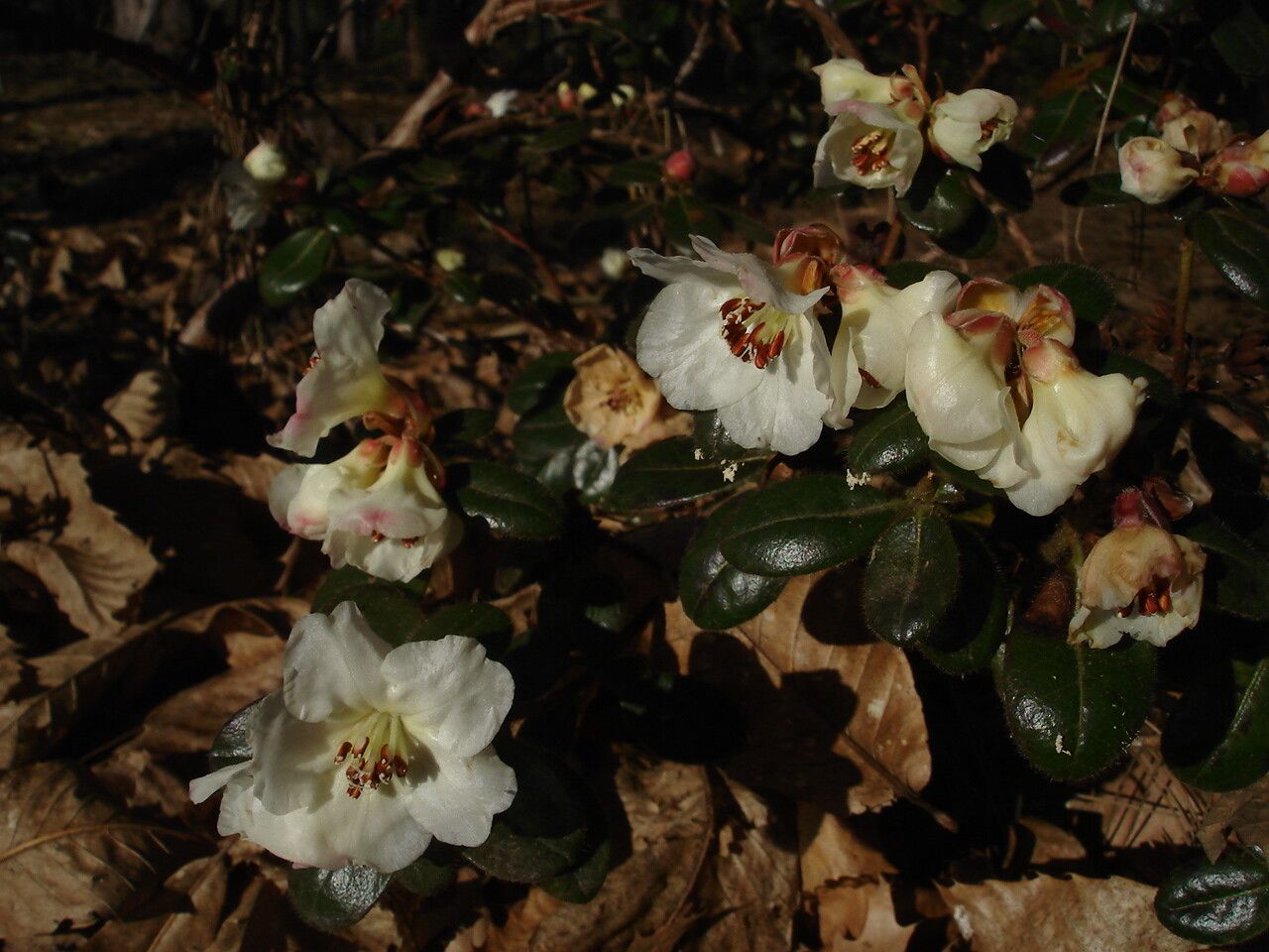 Rhododendron leucaspis flower