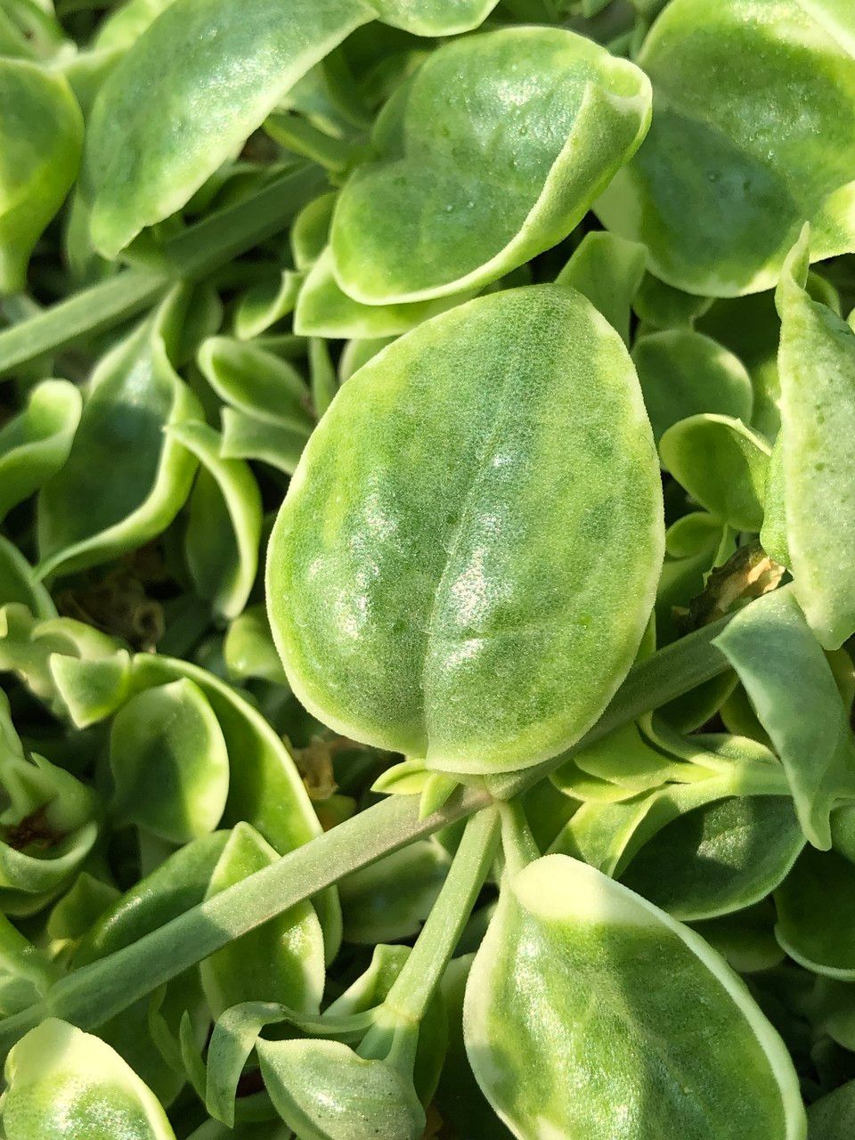 Mesembryanthemum cordifolium cv. 'Variegata' fruit