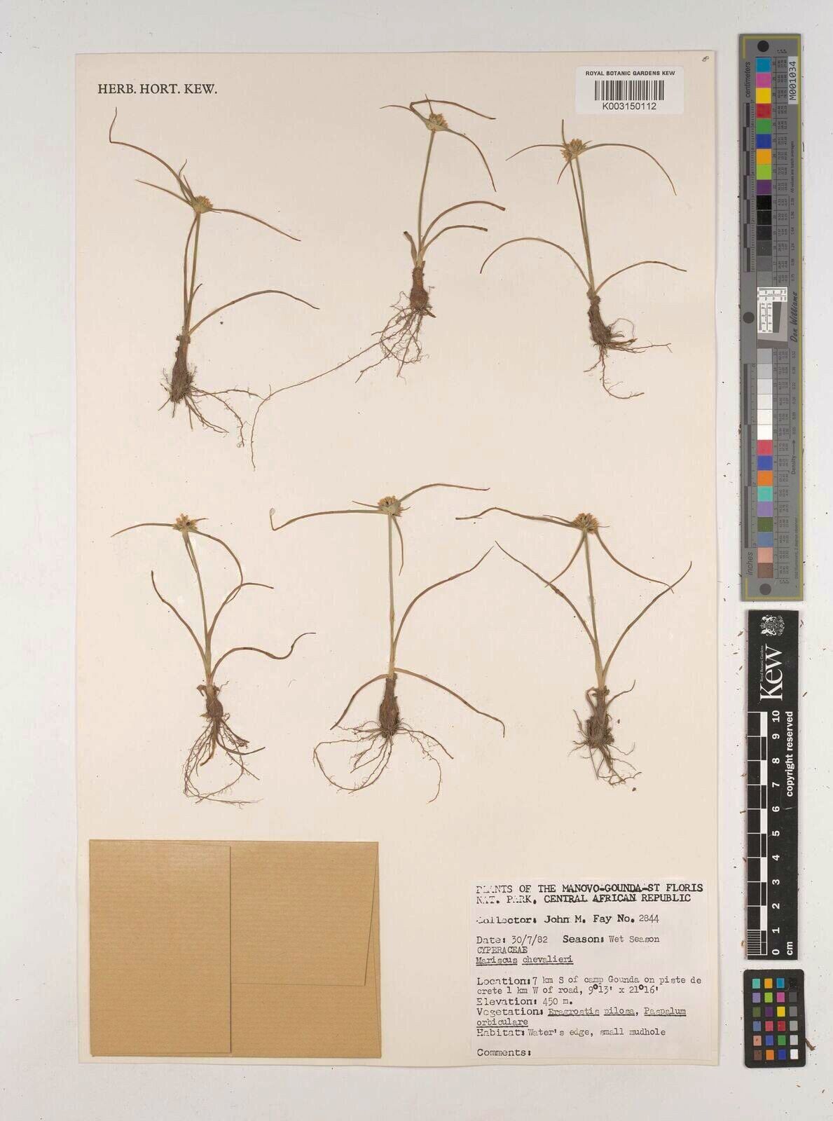 Cyperus chevalieri — houseplant care guide