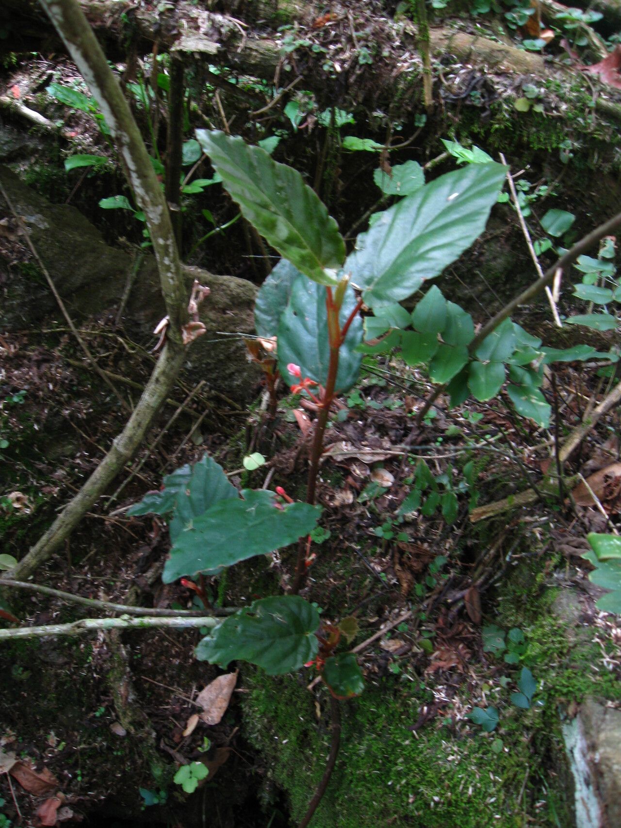 Begonia mannii habit