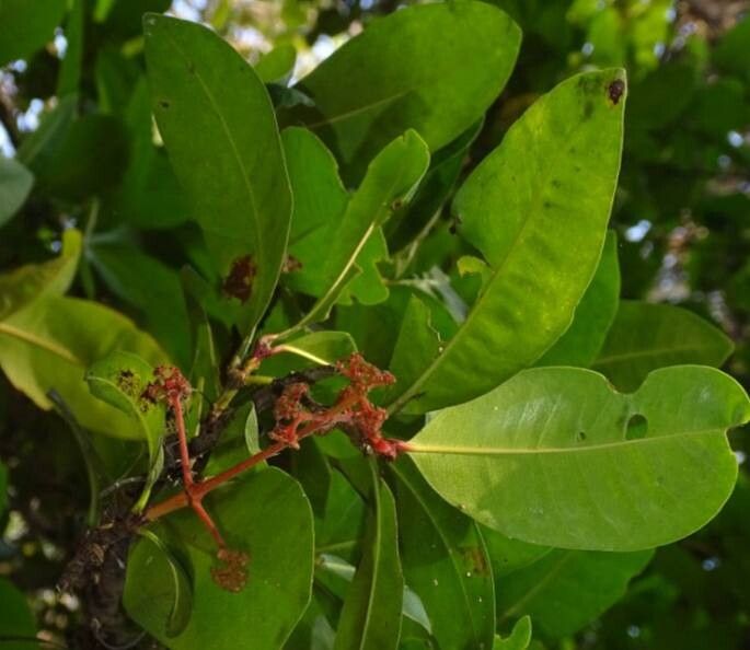Ixora brachiata — houseplant care guide