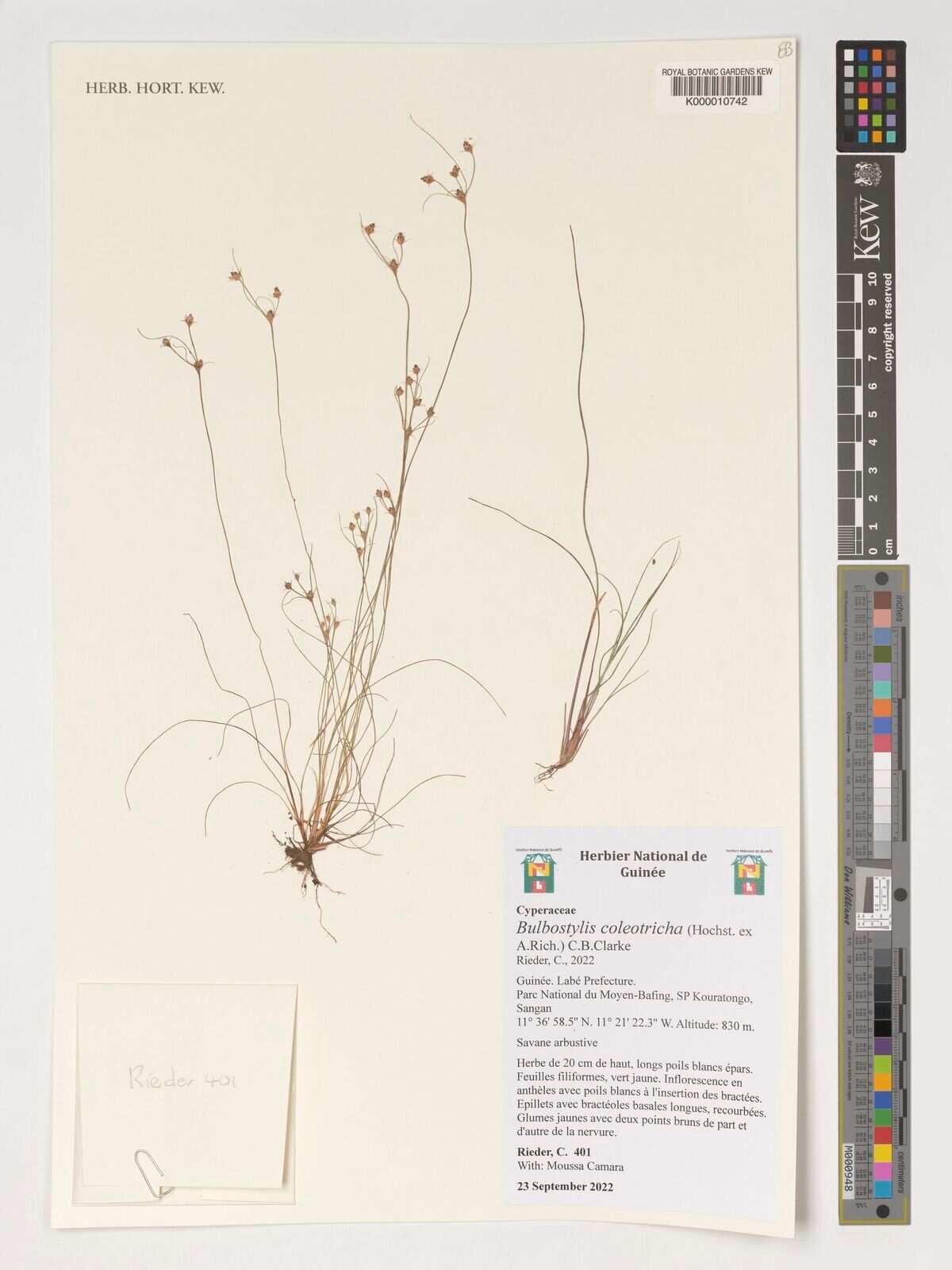 Bulbostylis coleotricha — houseplant care guide