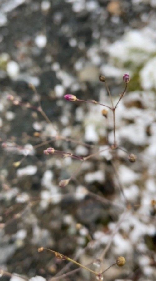 Eriogonum trichopes flower