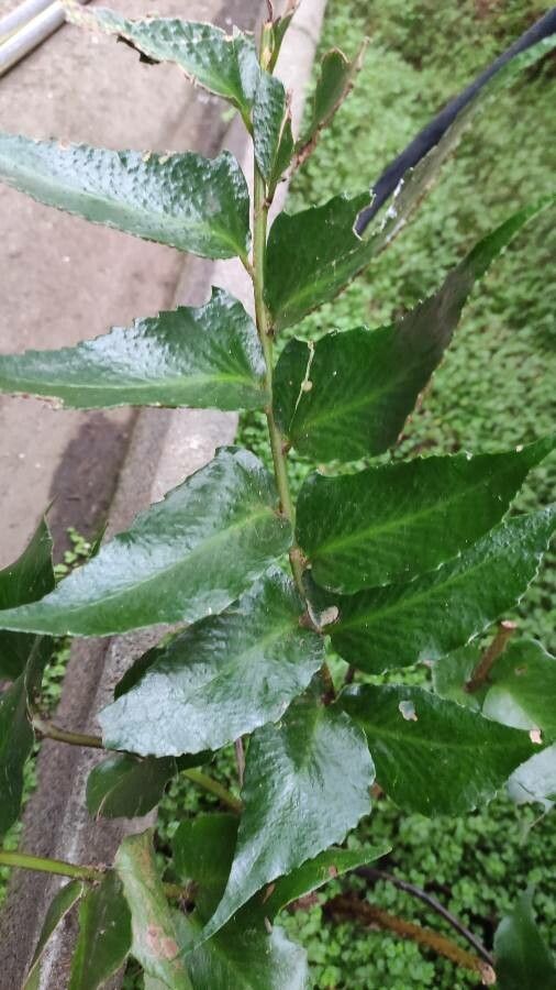 Cyrtomium falcatum — difficulty difficulty houseplant