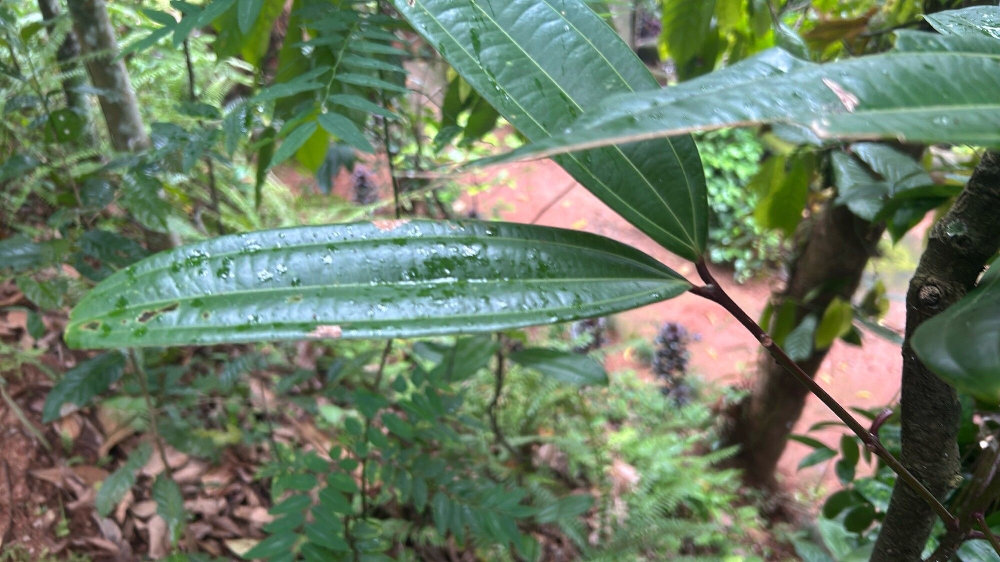 Cinnamomum iners leaf