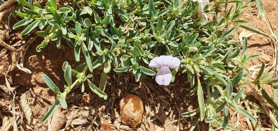 Barleria argentea flower